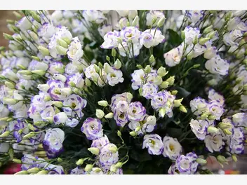 Ilustracja artykułu eustoma - kwiat idealny na bukiet ślubny