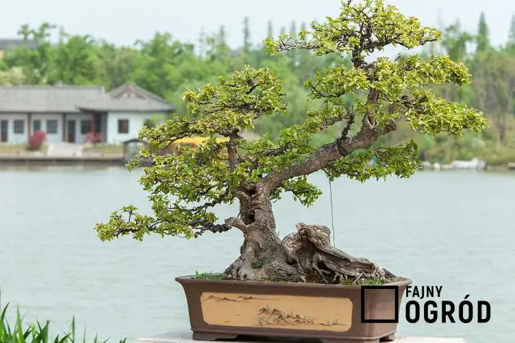 Stylizowane drzewko bonsai w doniczce, a także uprawa, pielęgnacja i sadzenie drzewka bonsai krok po kroku oraz formowanie gałązek