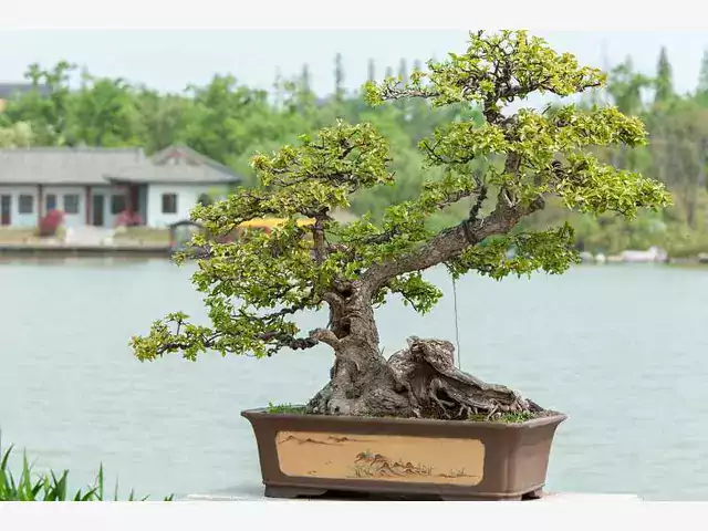 Drzewko bonsai: cena, pielęgnacja, odmiany