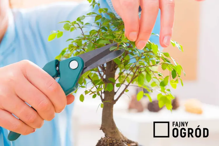 Drzewko bonsai to jeden z najciekawszych sposobów formowania roślin. Liczne odmiany pozwalają na uzyskanie różnych form i kształtów.