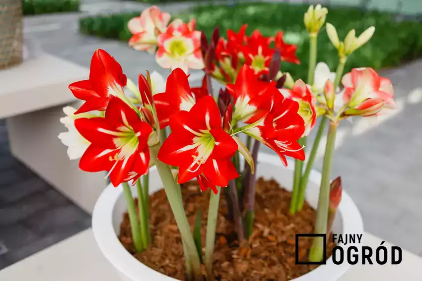 Amarylisy i hippeastrum w doniczce