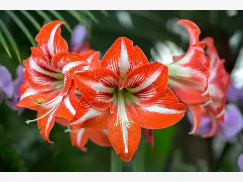 Amarylis i Hippeastrum: różnice i pielęgnacja