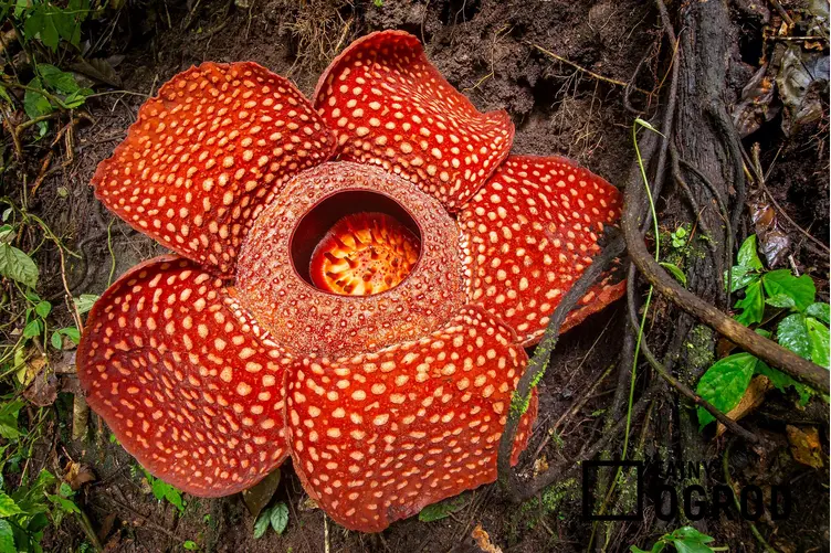 Raflezja Arnolda rośnie w lasach tropikalnych i w Indonezji, jest zagrożona wyginieciem