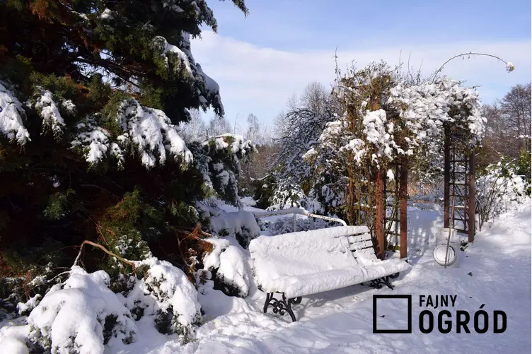 Ogród zimą i ławka przysypana śniegiem, a także prace w ogrodzie w styczniu