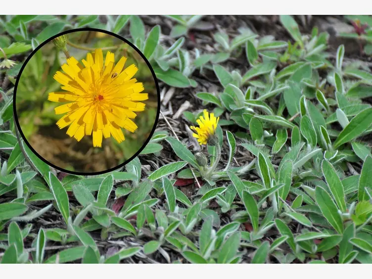 Ilustracja artykułu zauważyłeś tę roślinę na trawniku? lepiej zacznij ją zwalczać!