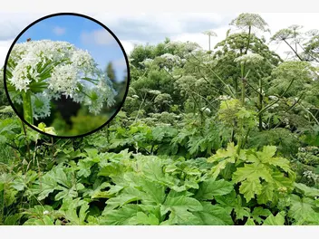 Ilustracja artykułu niebezpieczna roślina, której populacja w polsce z roku na rok wzrasta