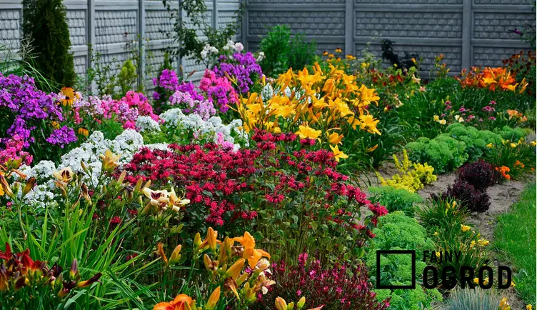 Ogród z kwiatami, a także metoda winter sowing do uprawy kwiatów i warzyw