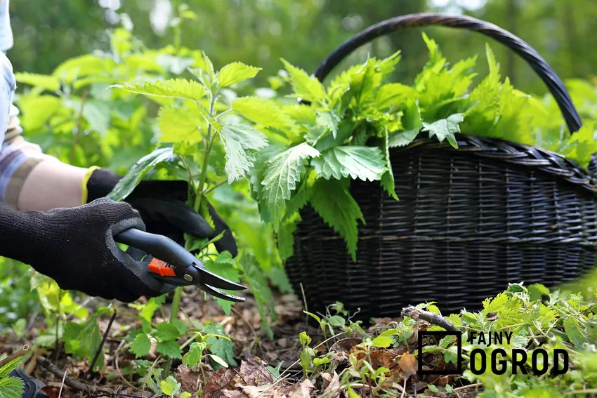 Ścinanie pokrzyw sekatorem