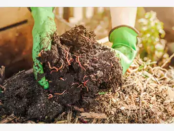 Ilustracja artykułu jak hodować dżdżownice kalifornijskie w kompostowniku? wyjaśniamy