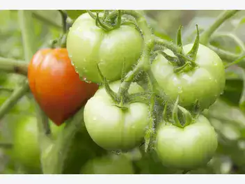 Ilustracja artykułu dlaczego pomidory nie dojrzewają? najczęstsze przyczyny