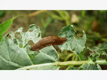 Ilustracja artykułu te rośliny sprawią, że ślimaki nie będą pojawiać się w twoim ogrodzie