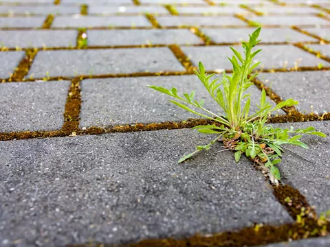 Usuwanie chwastów z kostki brukowej
