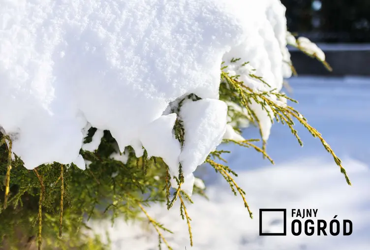 Krzew ozdobny przysypany śniegiem w ogrodzie, a także ogród zimą krok po kroku