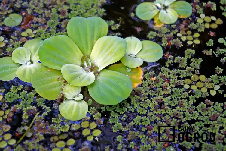 Roślina pistia w oczku wodnym