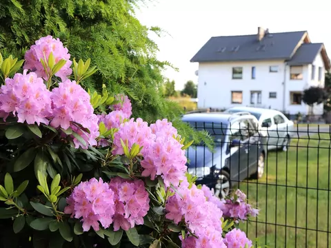 Najlepszy nawóz do rododendronów z domowych składników
