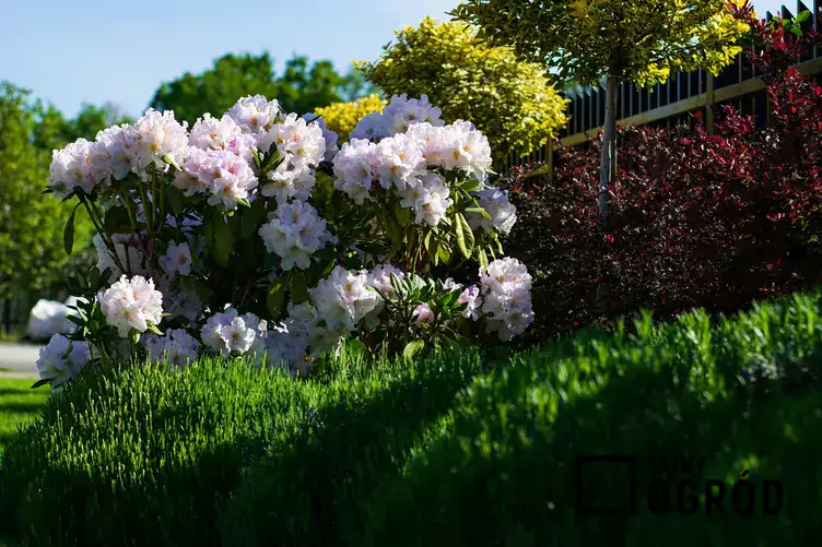 Piękny rododendron w ogrodzie