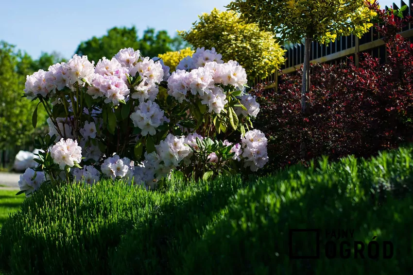 Najlepszy nawóz do rodendronów zapewnia obfite kwitnienie Piękny rododendron w ogrodzie