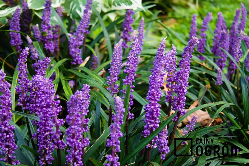 Liriope szafirkowata w ogrodzie