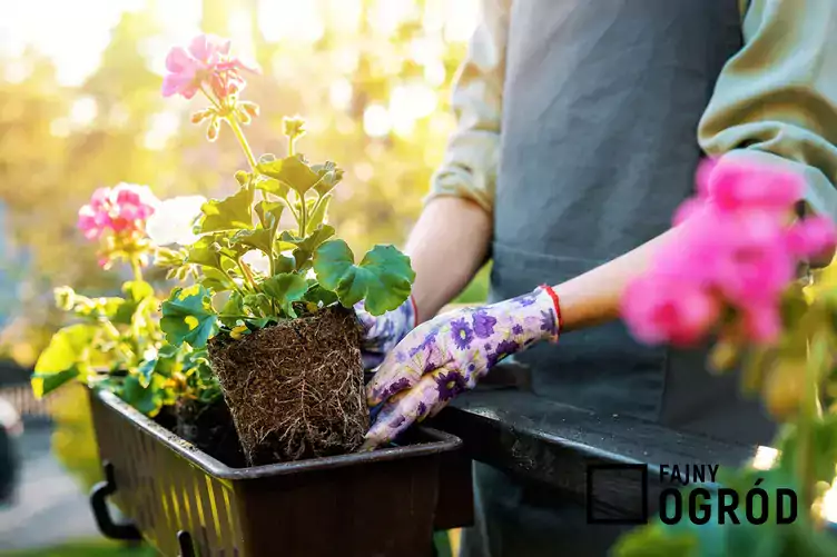 Sadzonka pelargoni w czasie rozmnażania