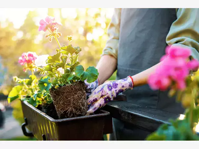 Rozmnażanie pelargoni w domu