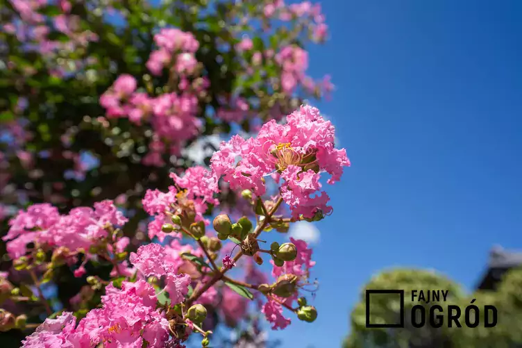 Lagerstremia indyjska z bliska