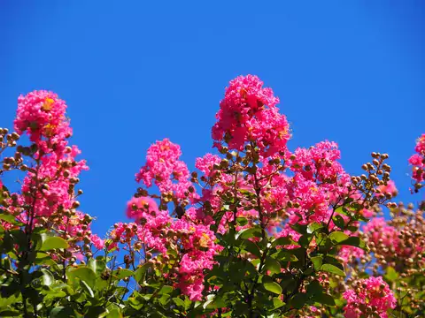 Lagerstremia indyjska to piękna roślina dekoracyjna