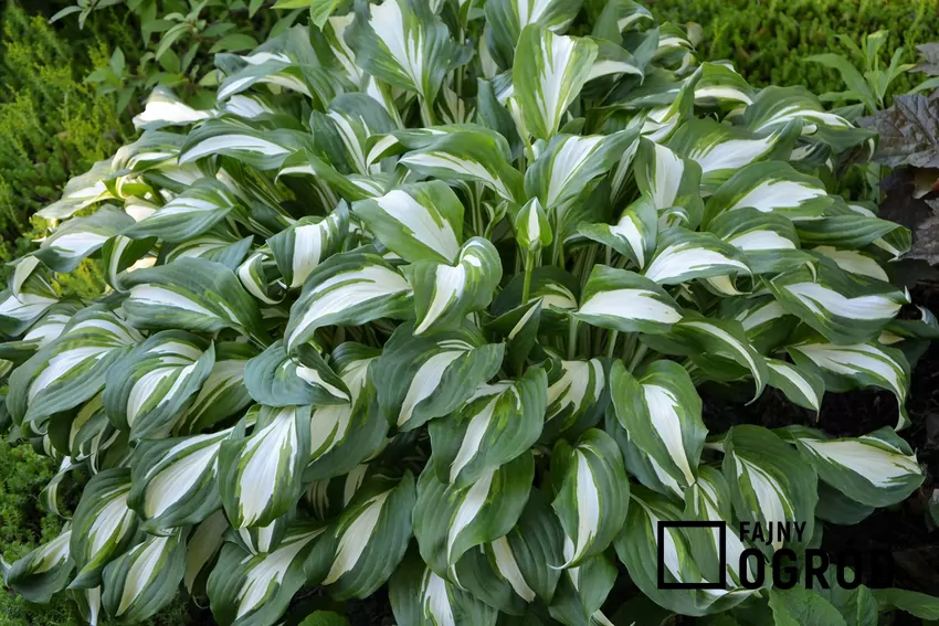 Funkia w ogrodzie na zimę potrzebuje specjalnej pielęgnacji Funkia o zielono-białych liściach