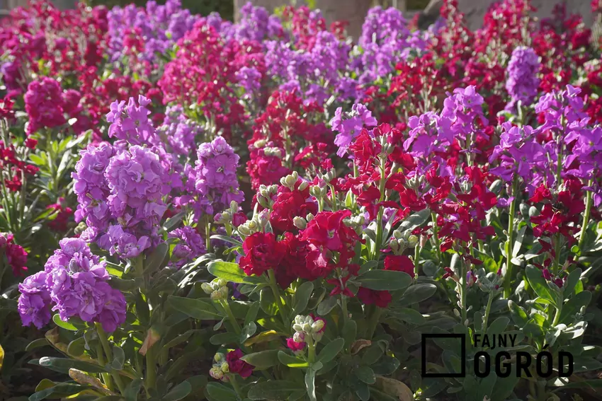 Dwa kolory Lewkonii letniej