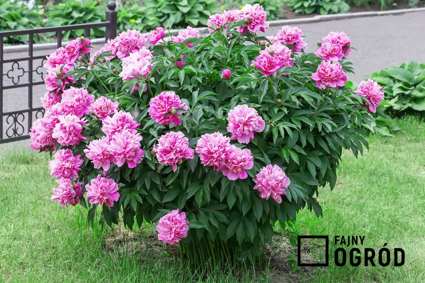 Różowe kwiaty piwonii na krzewie