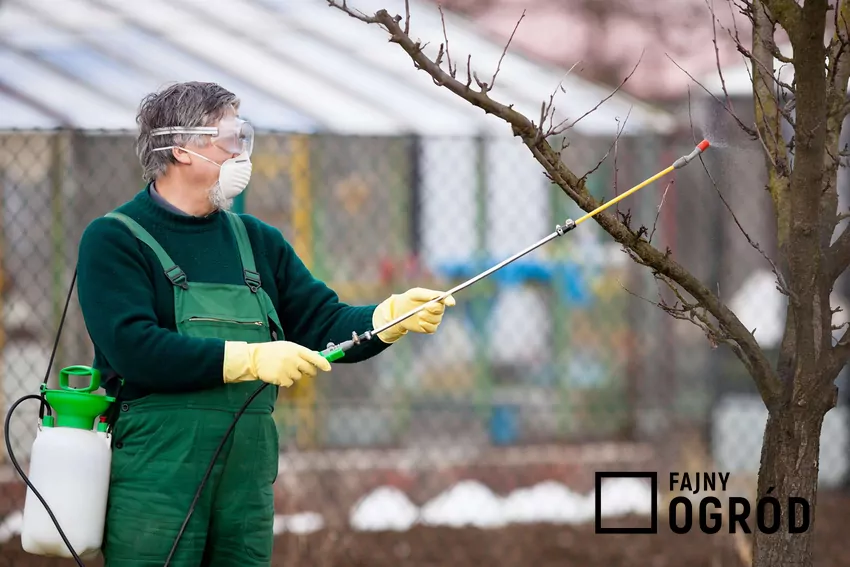 Opryski drzewek owocowych wczesną wiosną są kluczowym zabiegiem pielęgnacyjnym Mężczyzna wykonujący oprysk drzewek owocowych wczesną wiosną