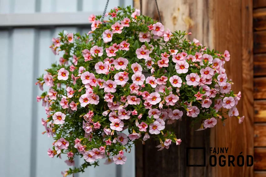 Calibrachoa w wiszącej doniczce na balkonie