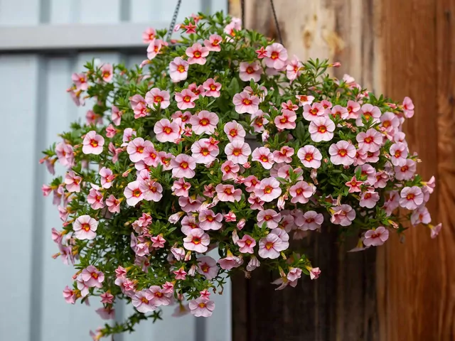 Calibrachoa to piękna roślina na balkon