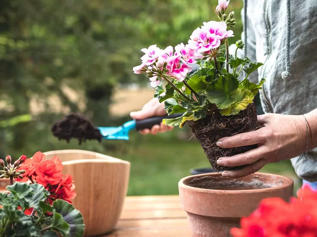 Sadzonki pelargonii po zimie
