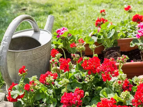 Nawożenie jodyną pelargonii na balkonie