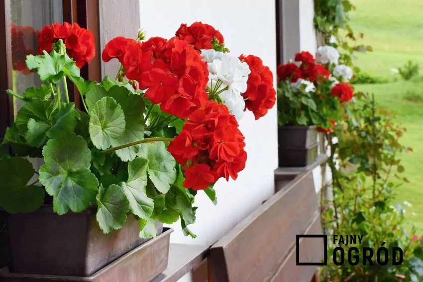 Domowy nawóz do pelargonii z jodyny wspomoże rośliny w czasie kwitnienia Pelargonie w doniczkach na oknie