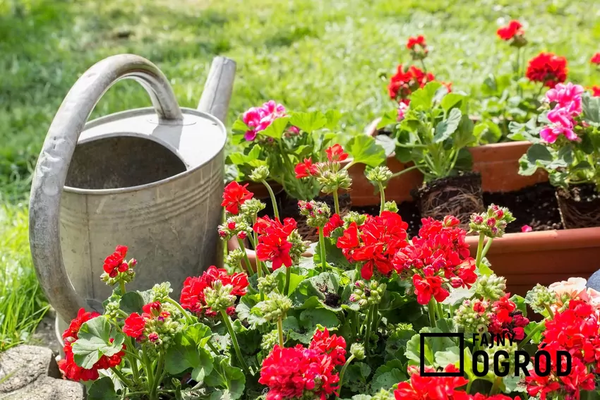 Pelargonie w doniczkach z konewką