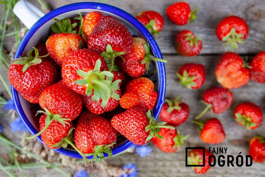 Zamiast wyrzucać szypułki, warto dodać je do smoothie, zrobić z nich napar lub wykorzystać w kuchni zgodnie z ideą zero waste Truskawki w białym emaliowanym garnku