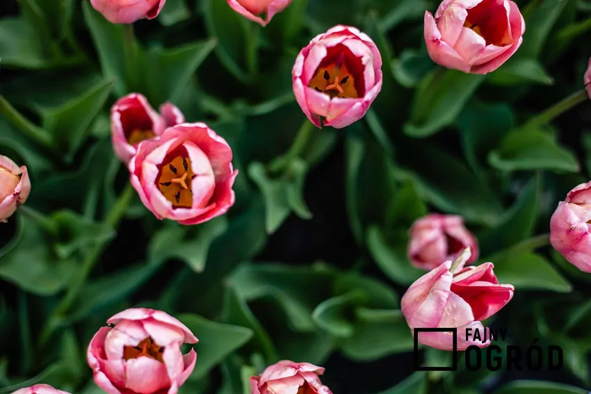 Cebulki tulipanów są toksyczne i nie nadają się do spożycia Rosnące tulipany z góry