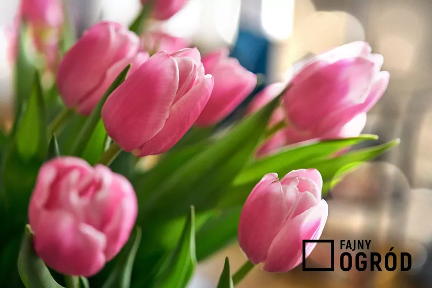 Tulipany w różowym kolorze