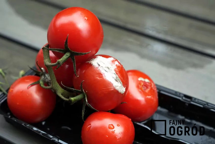 Pomidory rozdrobnione i dodane do kompostu tworzą wartościowy nawóz organiczny Spleśniały pomidorek koktajlowy