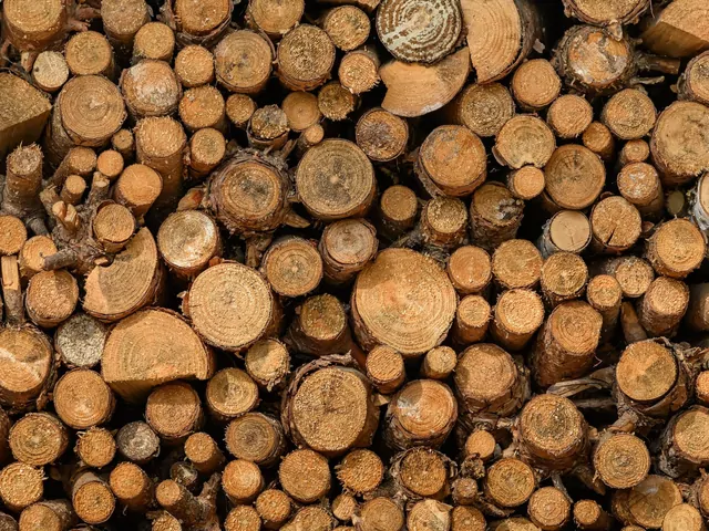 Które drewno kominkowe jest najbardziej kaloryczne?