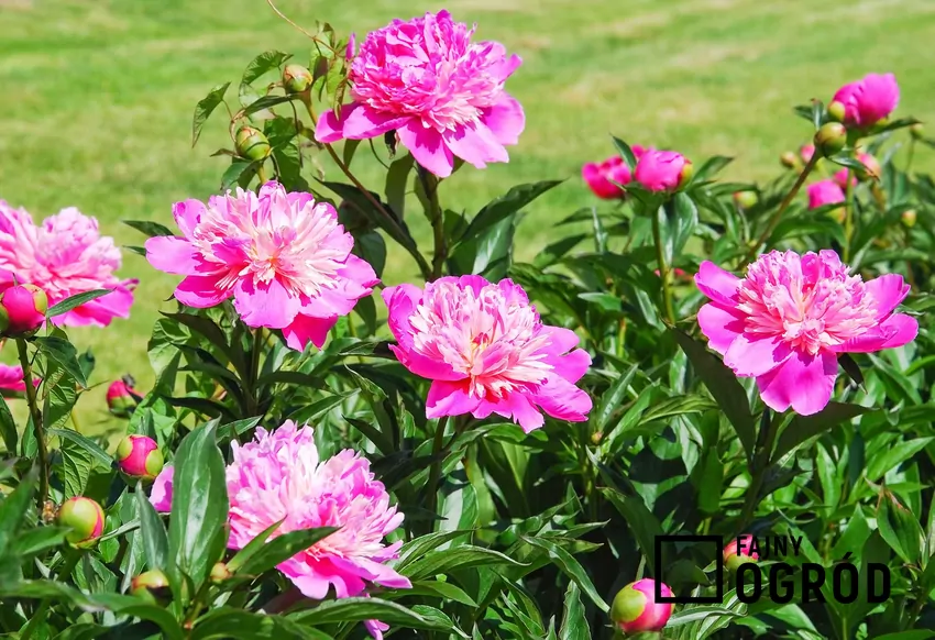 Piwonia drzewiasta to roślina szczepiona na pniu, ma gęste, bardzo gęsto ukwiecone pędy, na szczycie których pojawiają się duże, różowe kwiaty.