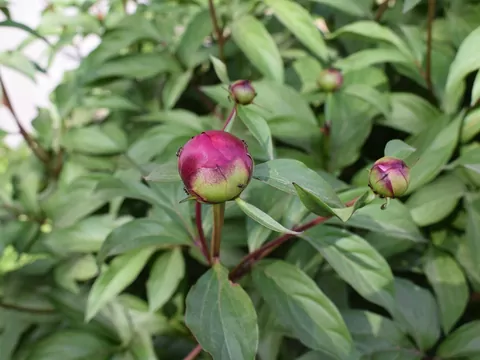 Piwonia drzewiasta - sadzenie i pielęgnacja