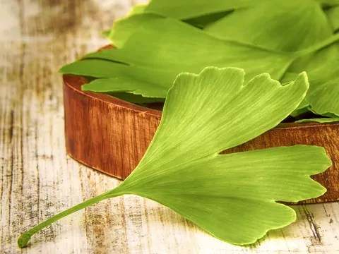 Miłorząb dwuklapowy - uprawa i właściwości