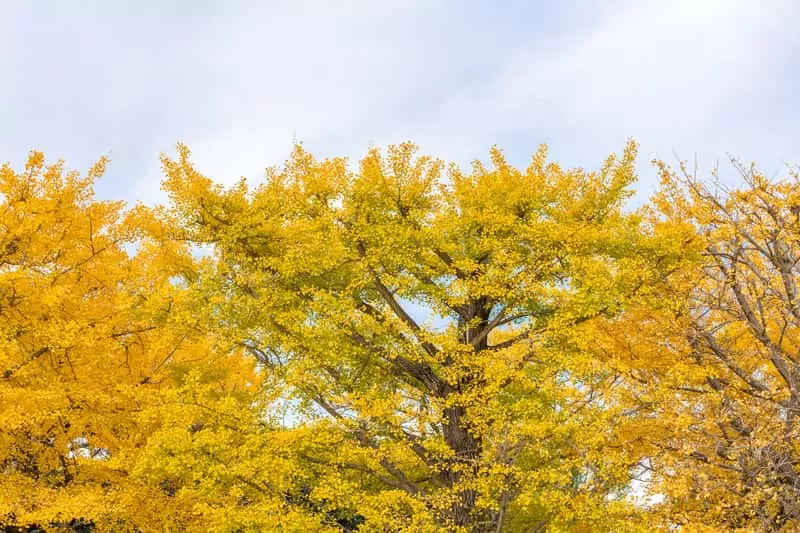 Korona miłorząbu dwuklapowego, z łac.Ginko biloba - opis, warunki uprawy, stanowisko, właściwości lecznicze i zastosowanie
