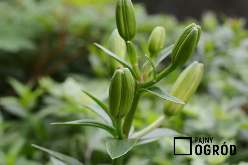 Kwiat lilii orientalnej – arystokratka wśród roślin cebulowych Lilia drzewiasta azjatycka ma różne kolory, także bardzo intensywne. Jest łatwa w uprawie i ma stosunkowo małe wymgania siedliskowe, dlatego świetnie sprawdza się w każdym ogrodzie.