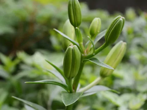 Lilie drzewiaste - uprawa i pielęgnacja