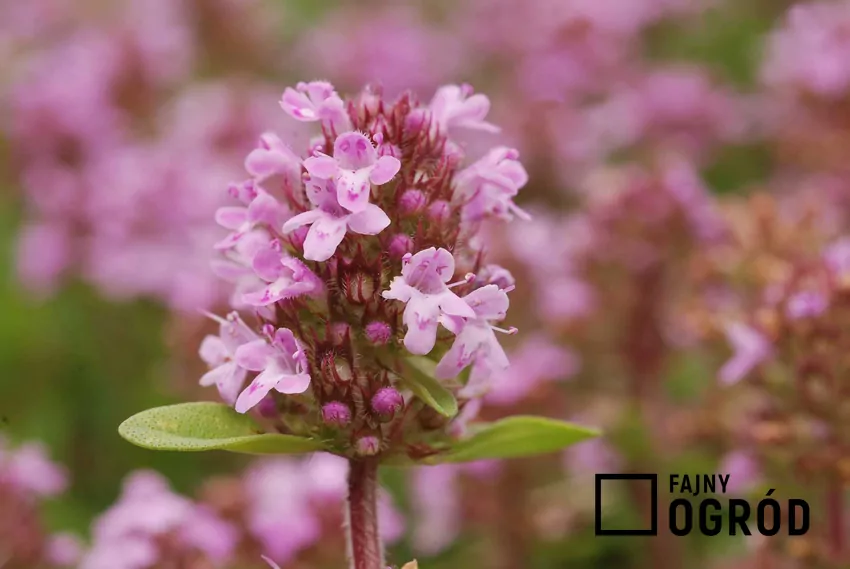 Macierzanka ma bardzo wiele różnego rodzaju odmian kolorystycznych. Najczęściej jest fioletowa, ale zdarzają się także jasnoróżowe kwiatostany o licznych, drobnych kwiatuszkach. Macierzanka piaskowa