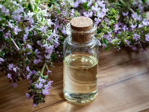 Macierzanka piaskowa - uprawa i zastosowanie