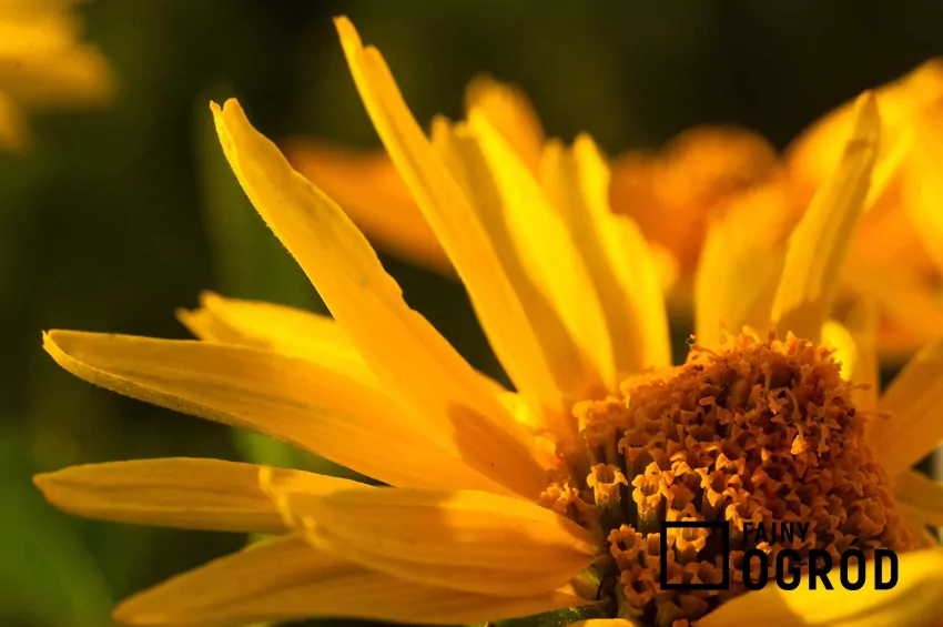 Słoneczniczek szorstki kwitnie od lipca aż do października i zdobi ogród jesienią Kwiat słoneczniczka szorstkiego